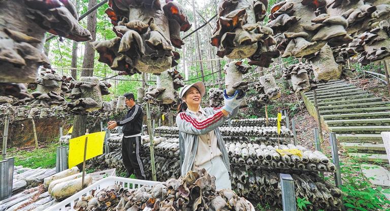质量发展产业调研】林下生金不朽情缘平台登
